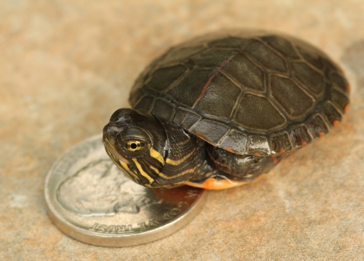 Midland Painted Turtle